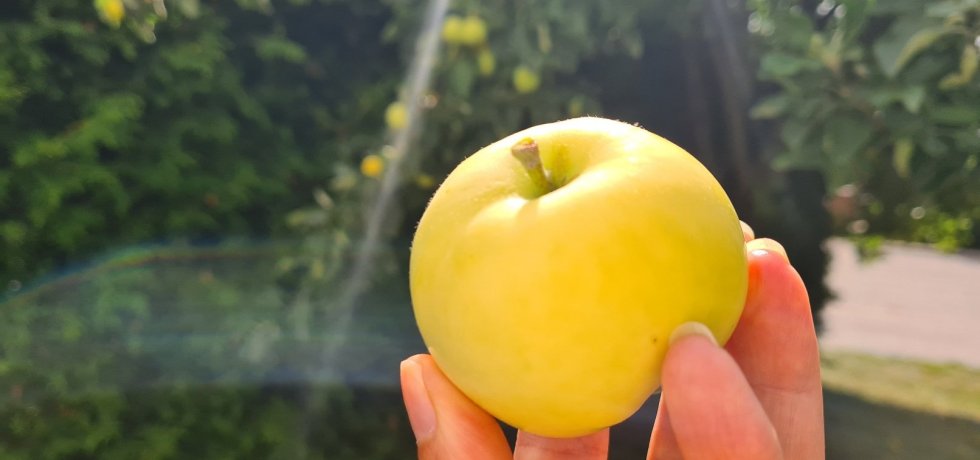 kadessa valkea kuulas kotimainen omena