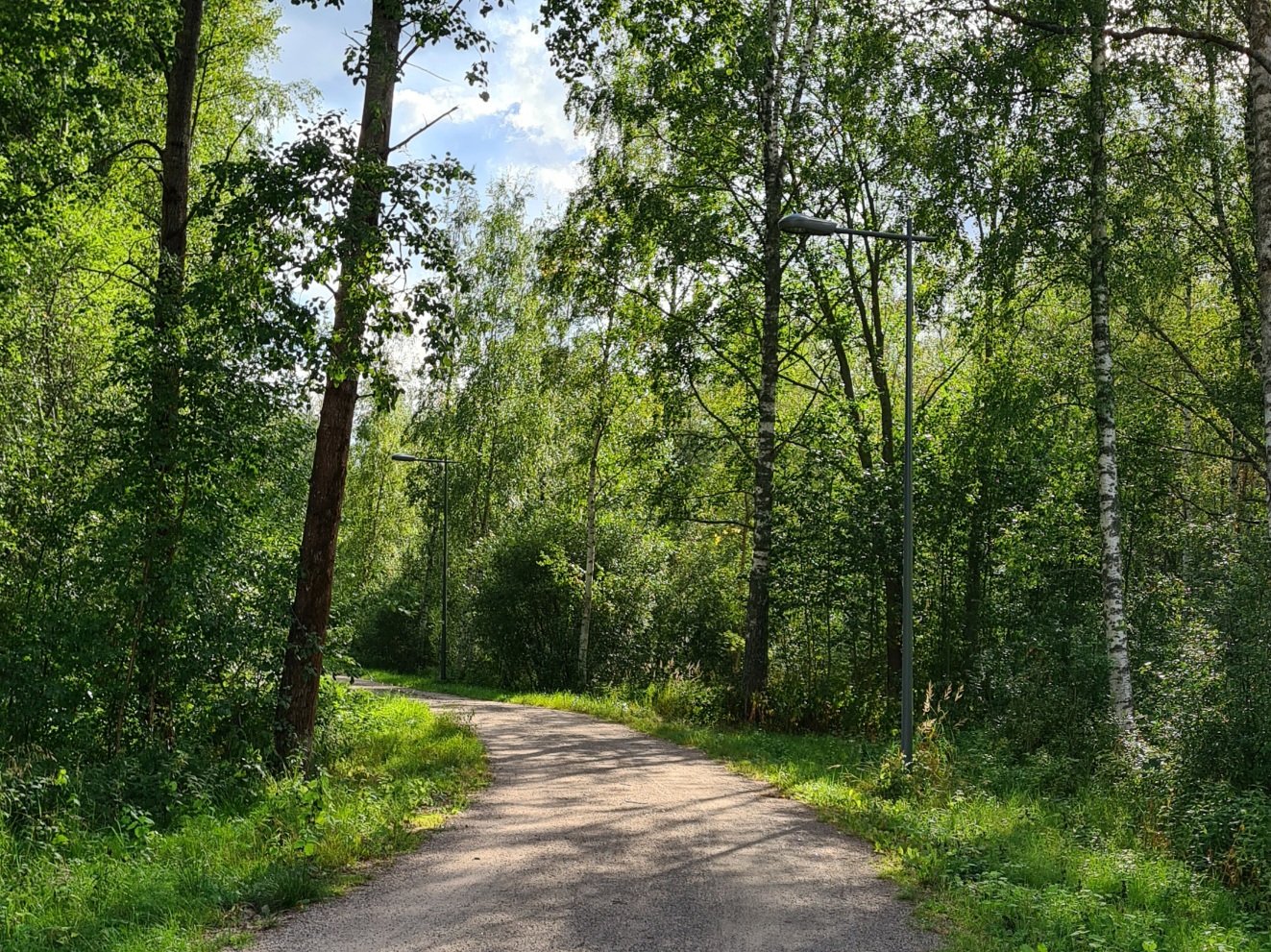 puiden varjostama hiekkapolku kesalla