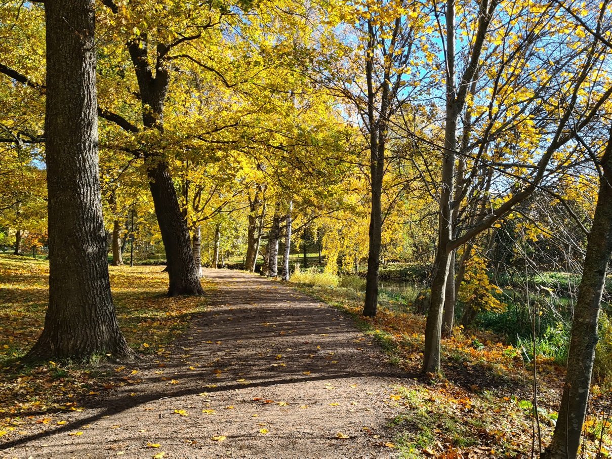 hiekkatie jonka varrella jalopuita ruskan vareissa