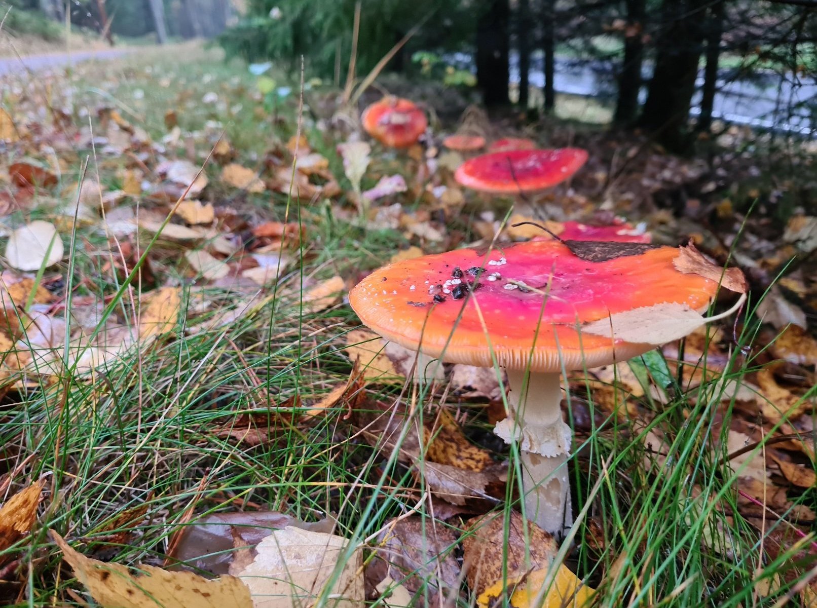 punahattuisia karpassienia ruohikossa