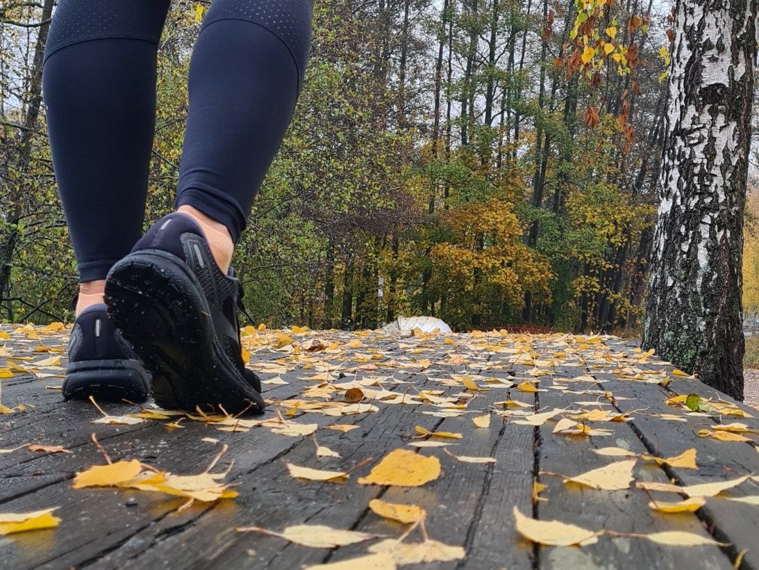 keltaisia koivunlehtia maassa