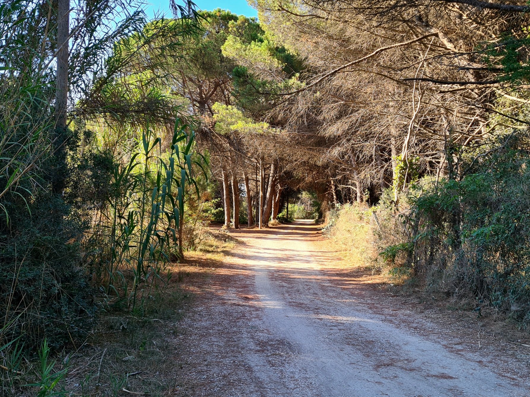 mantymetsaa italian rannikolla