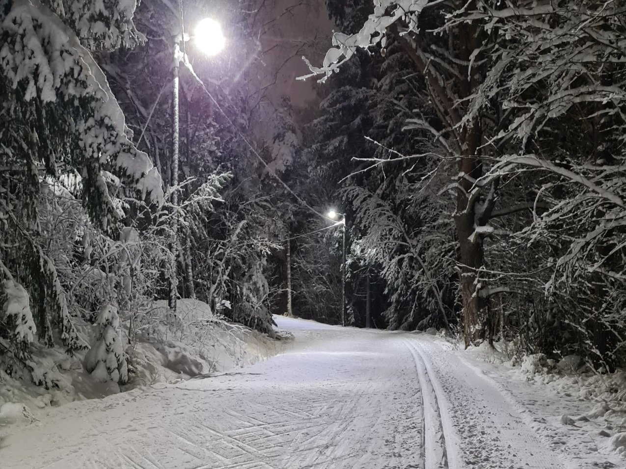 lumisia puista hiihtoladun ylla