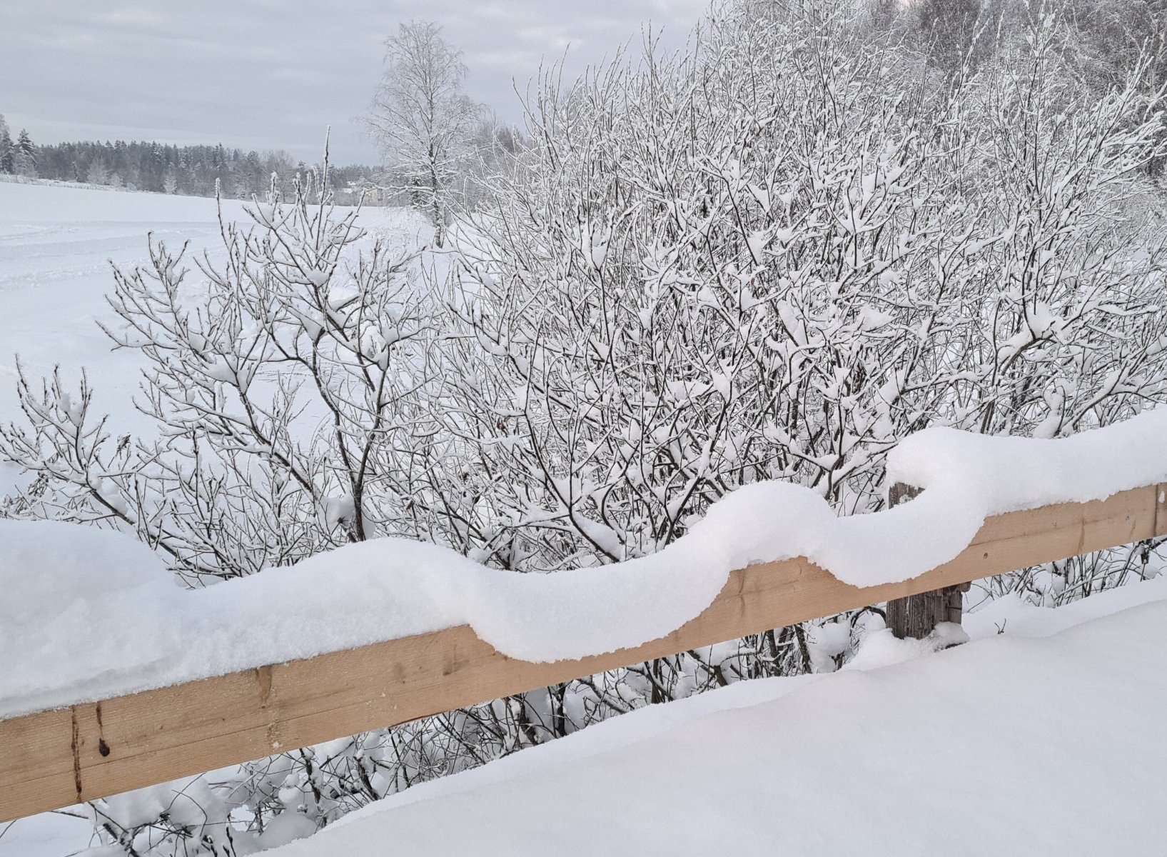 lumikuorma notkuu aidan paalla