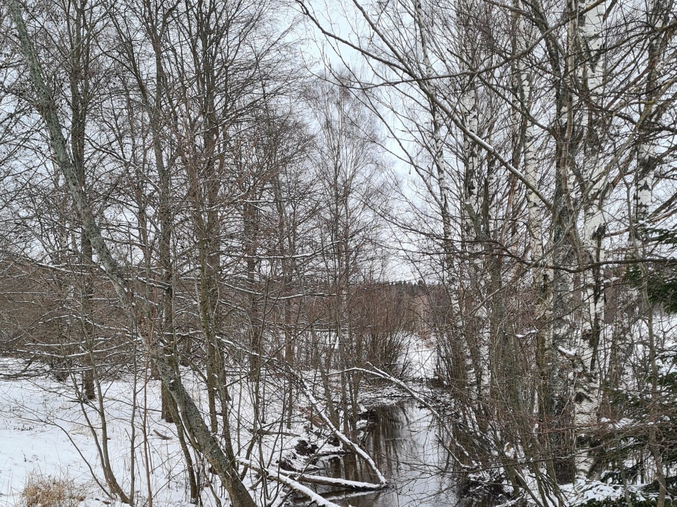 oja jota reunustavat koivut