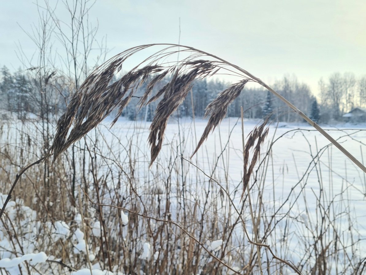 ruoko kaartuu talvisen maiseman paalle
