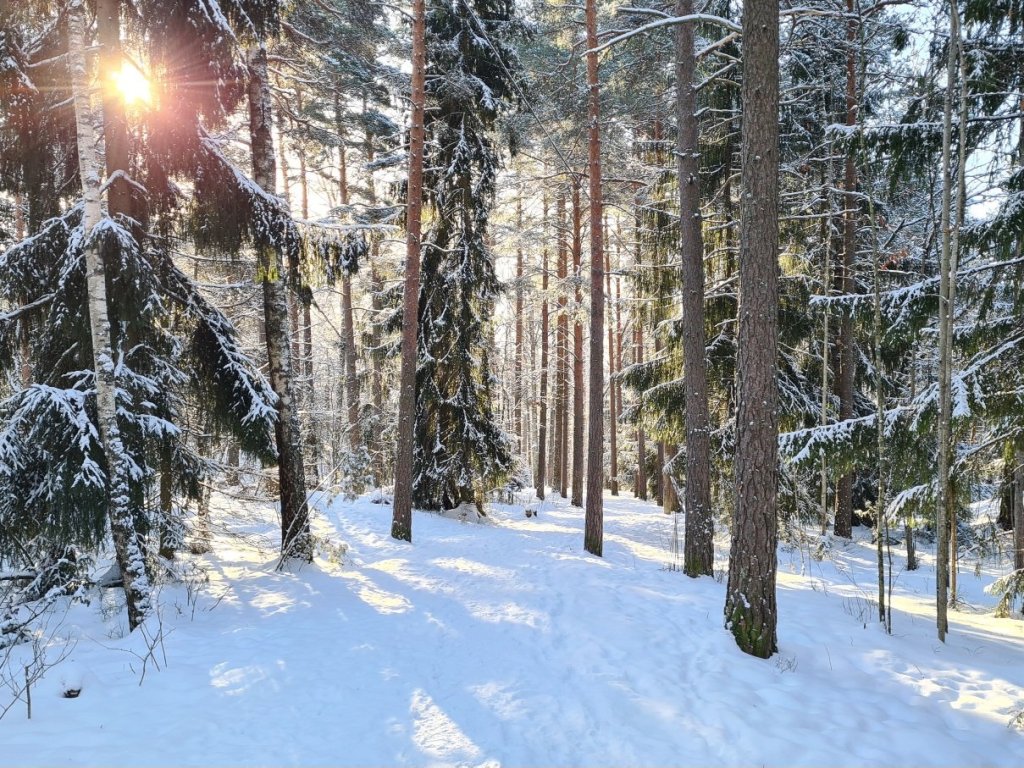 aurinko paistaa talvella puiden lomasta