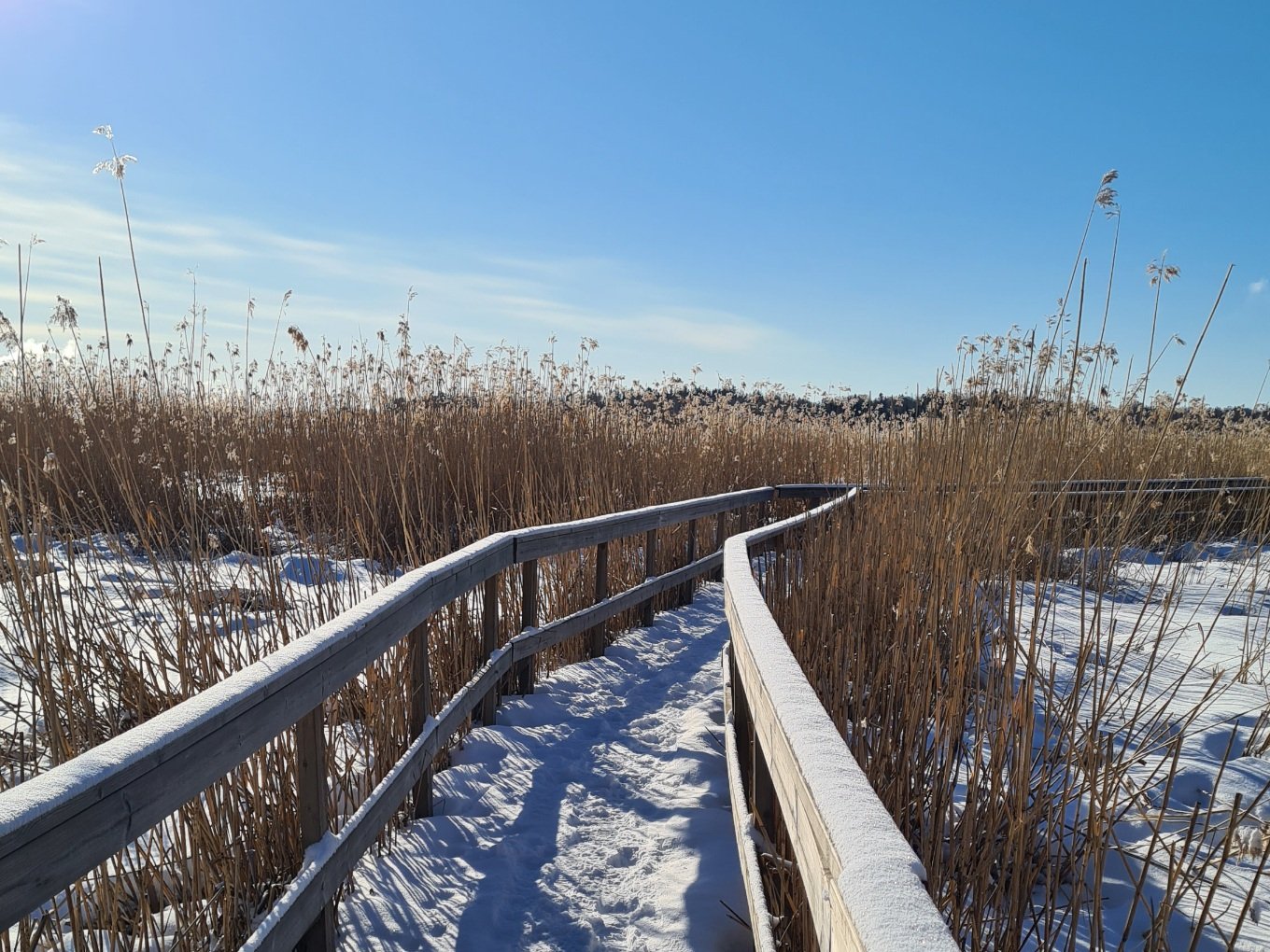 pitkospuut ruovikon keskella laajalahdella