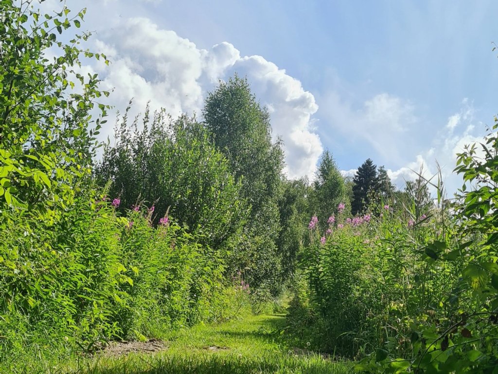 horsmia kasvaa polun reunalla