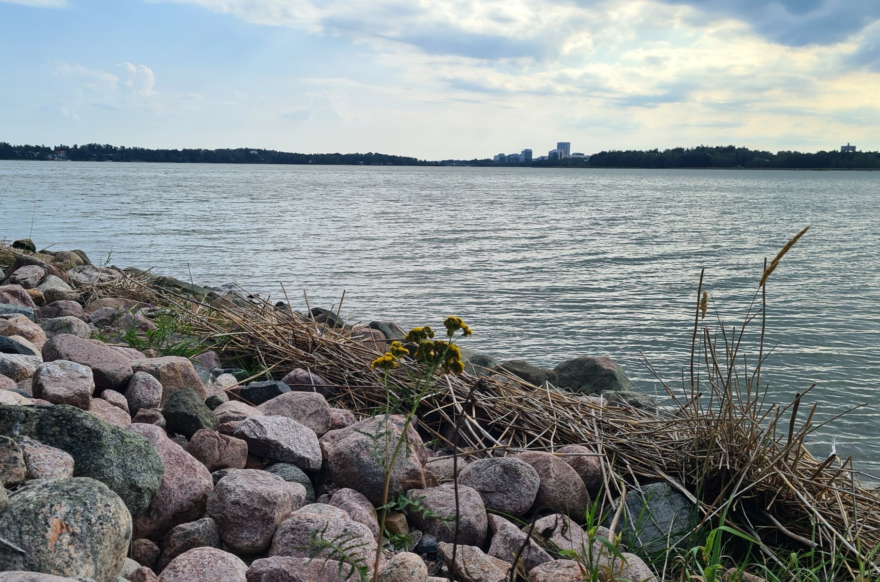 pietaryrtti kasvaa meren rannalla