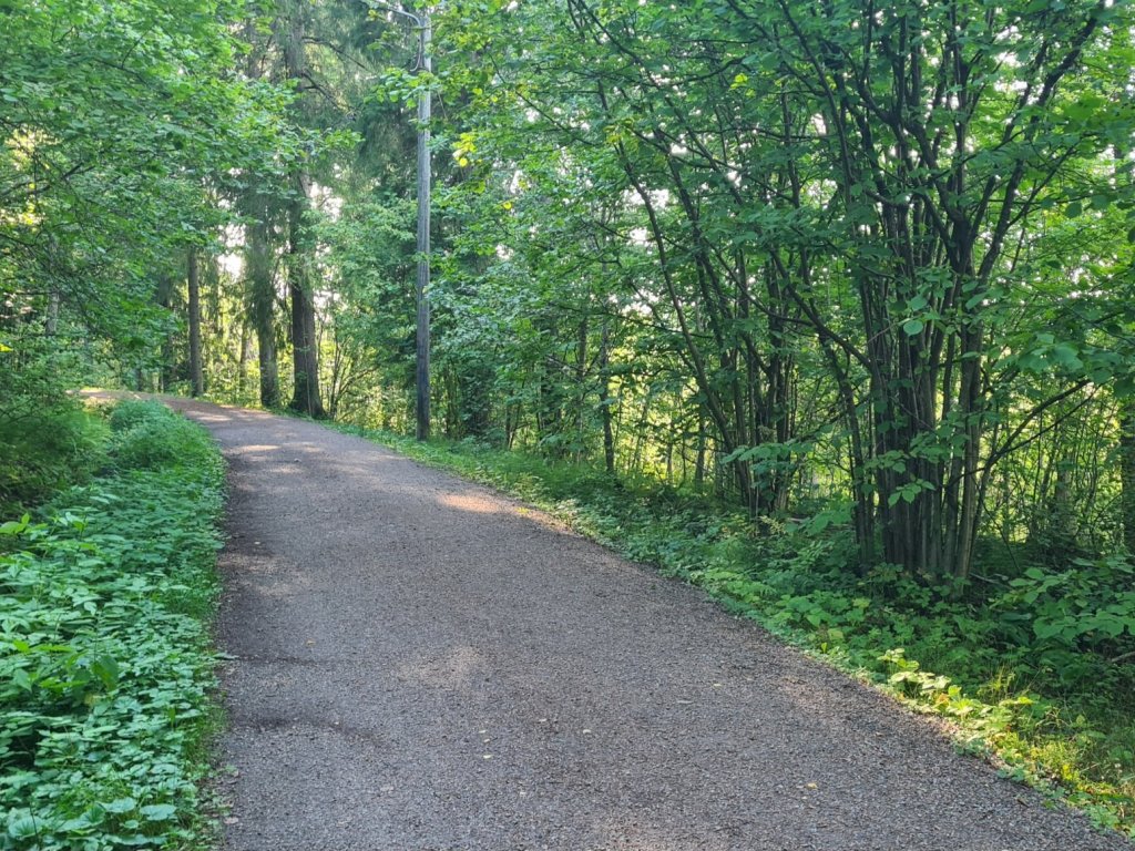 hiekkatie johon siiviloityy valoa puiden ja pensaiden lomasta