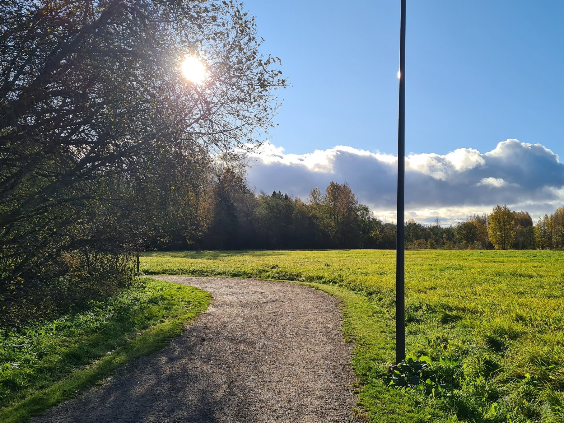 aurinko paistaa oksien lomasta