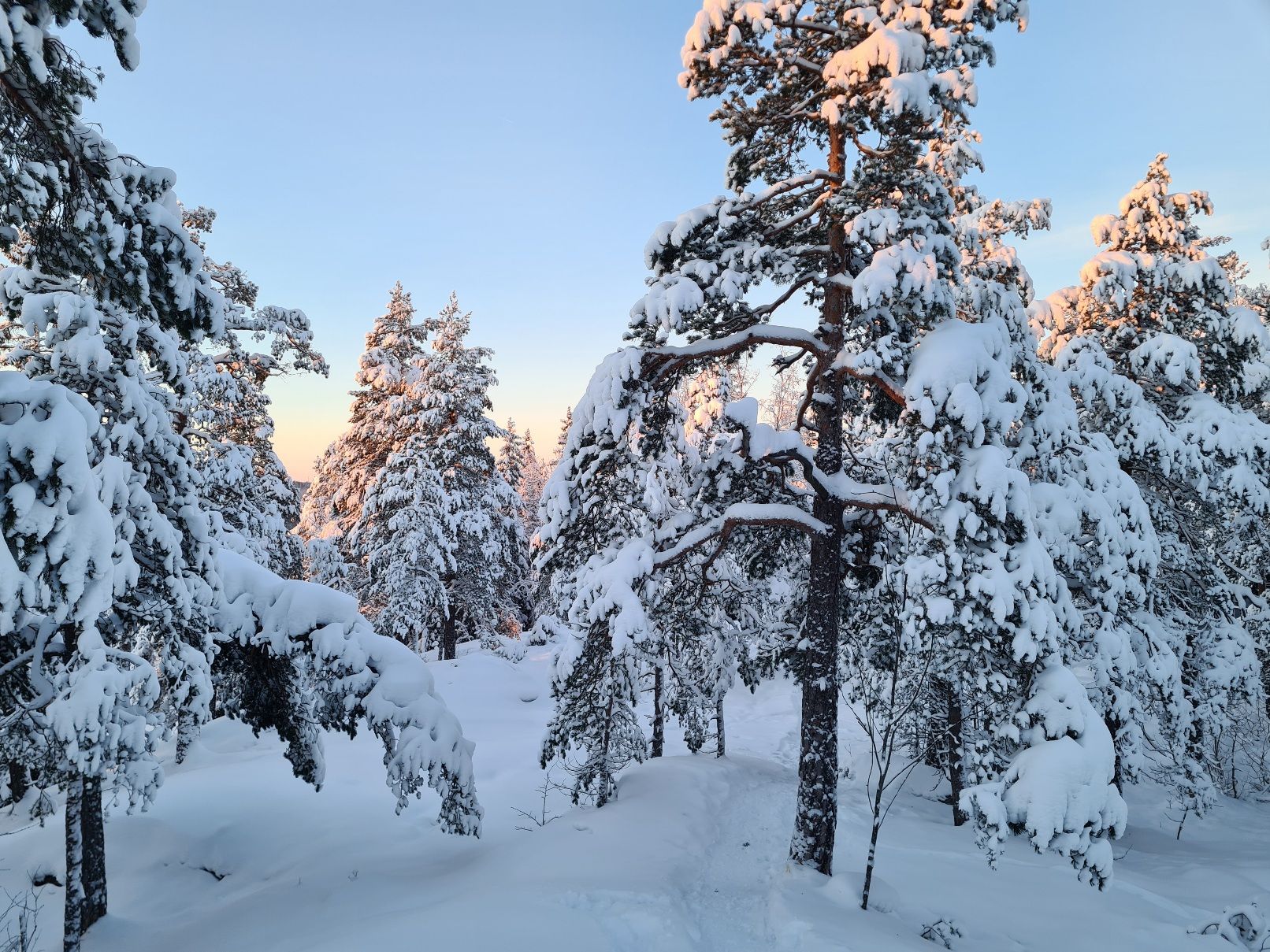 leppavaaran urheilupuiston metsaa talvella