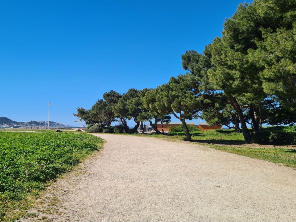 havupuita ranskalaisella rannalla