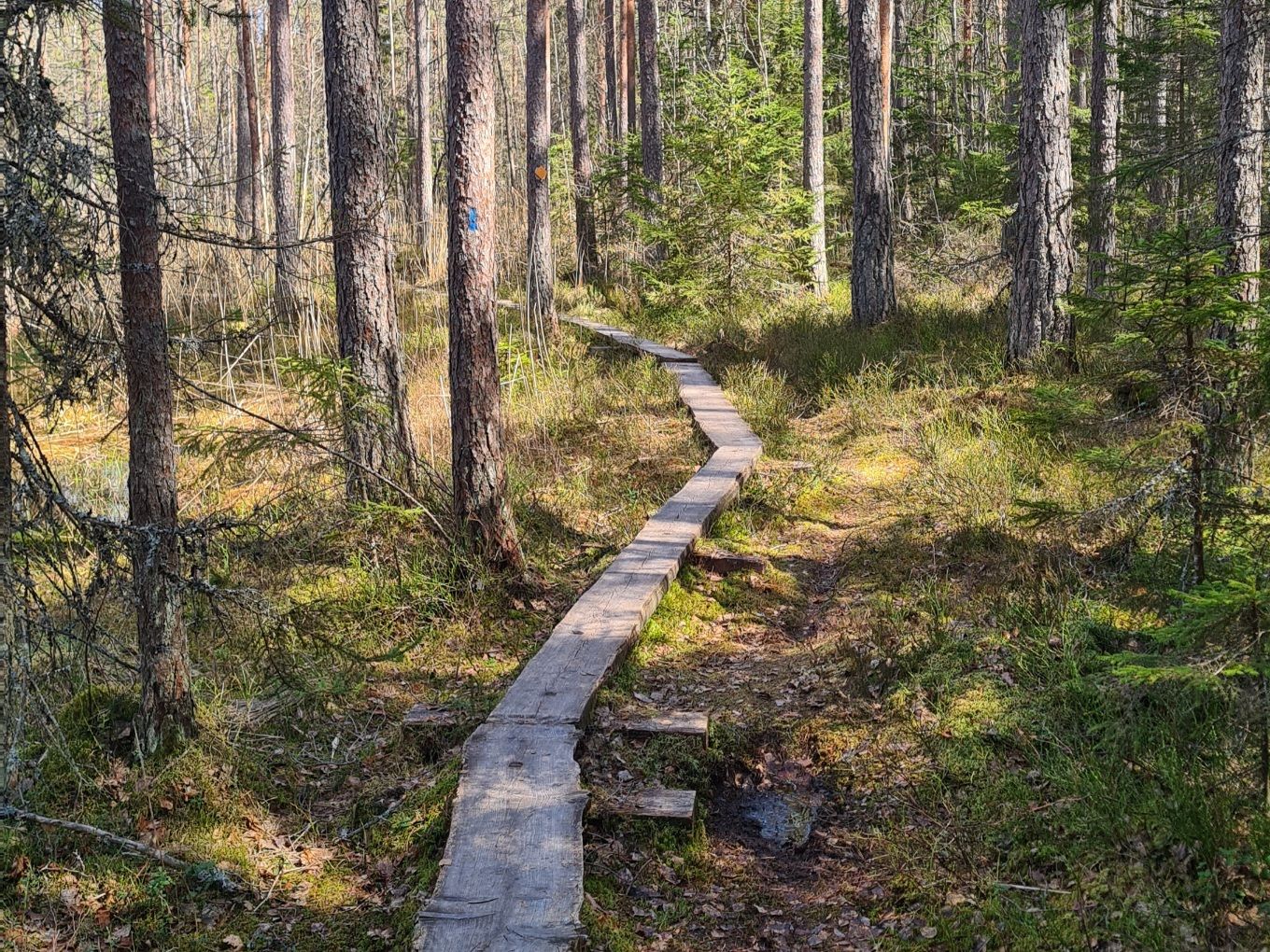 pitkospuut kansallispuitossa