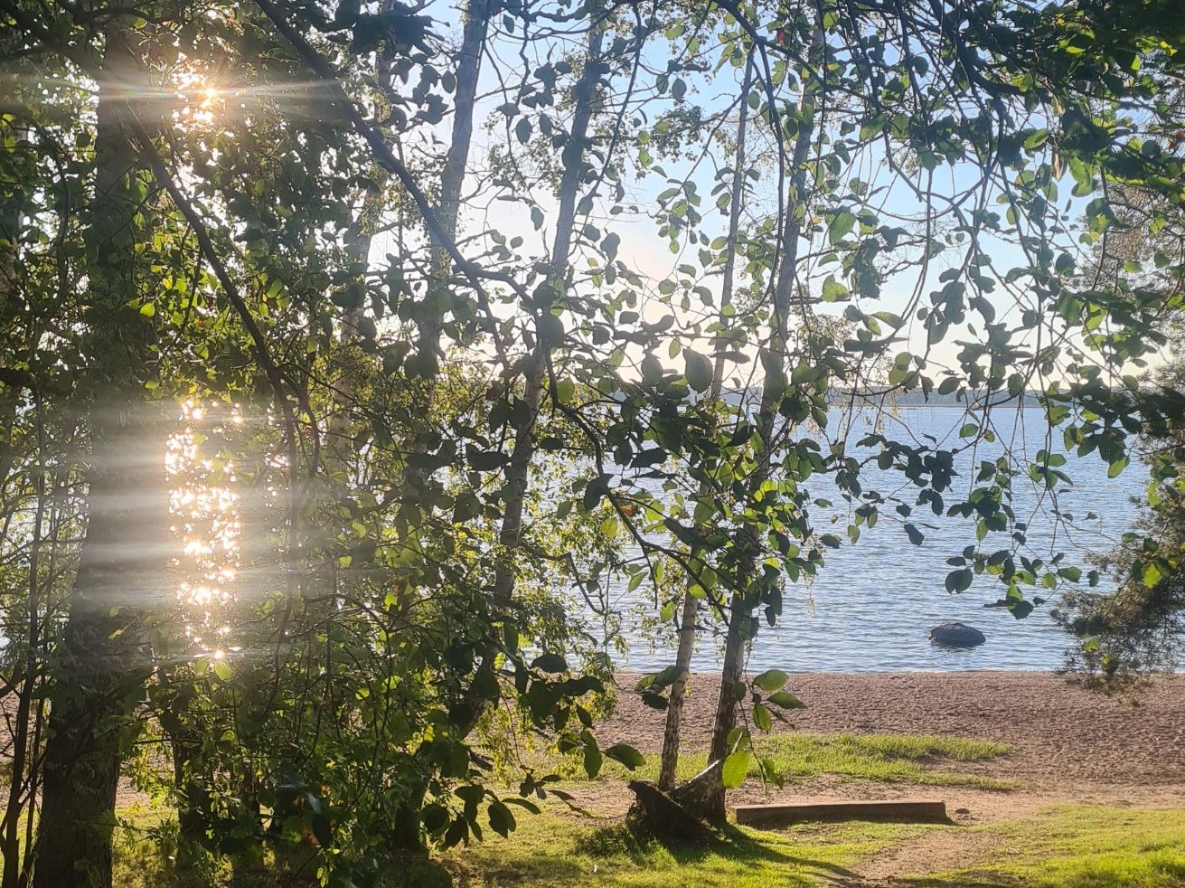 trees with green leaves on sea shore