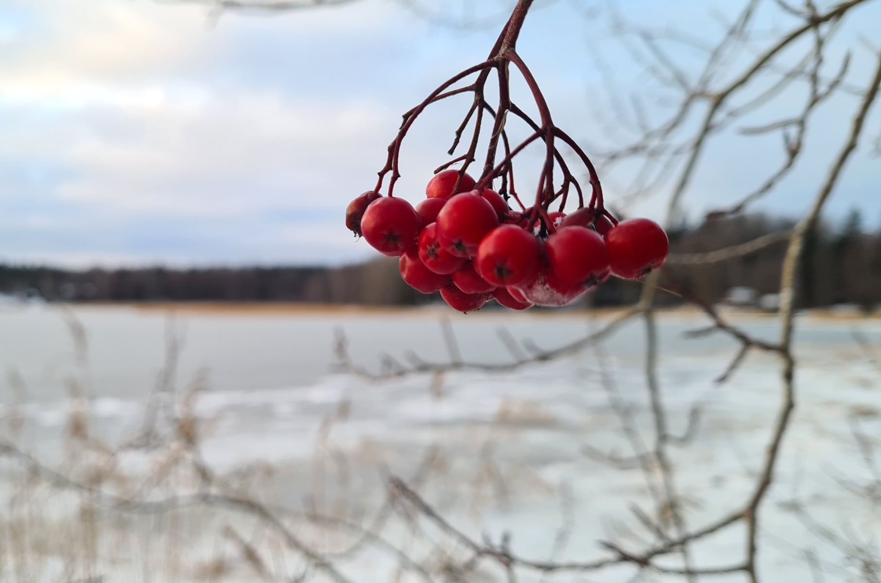 terttu punaisia pihlajanmarjoja roikkuu oksassa talvella