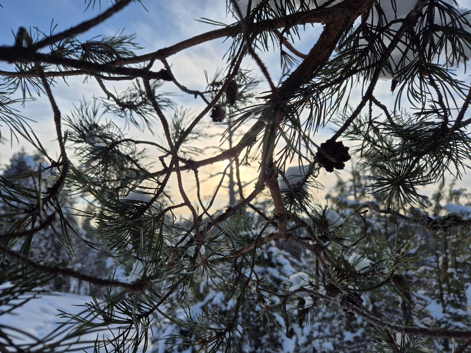 mannyn oksa jossa on kapyja etualalla ja takana talvinen maisema