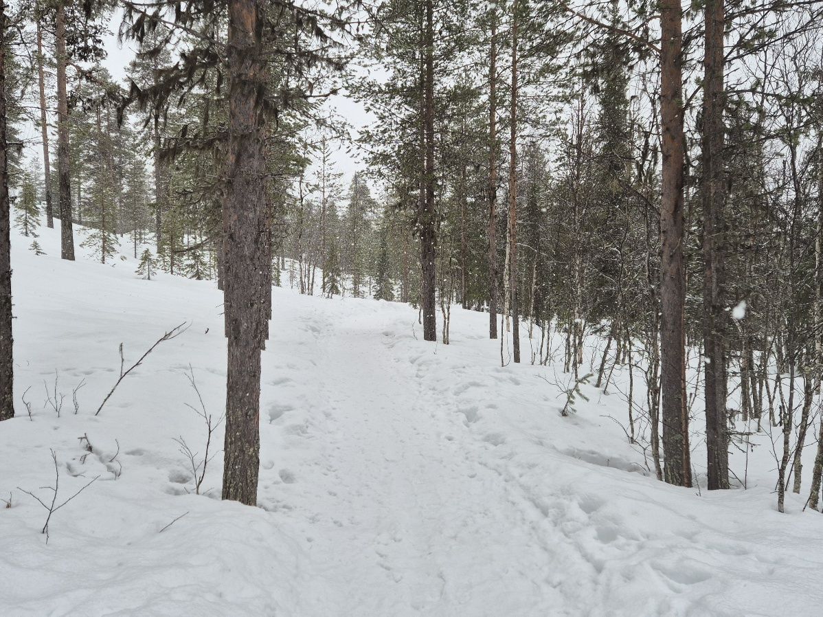talvipolku kulkee metsassa yllaksella