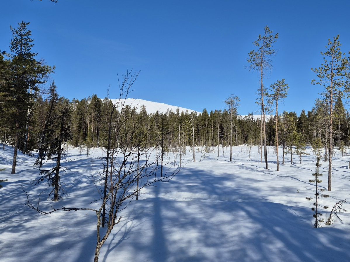 talvinen maisema metsasta ja taustalla nousee yllastunturi