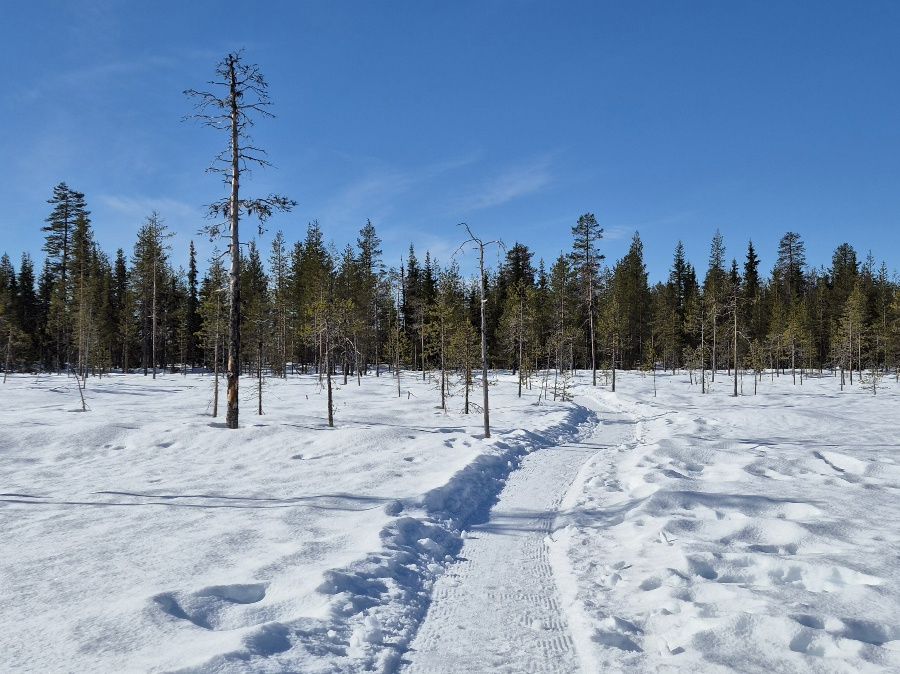 talvipolku kulkee suon halki