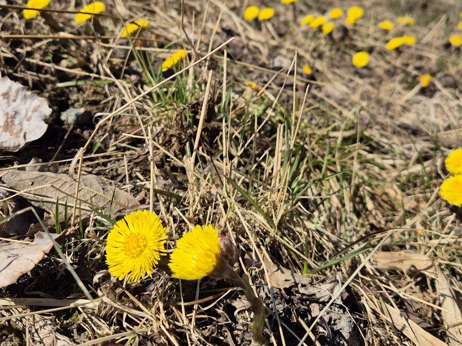 keltaisia leskenlehden kukkia ruskean ruohon seassa