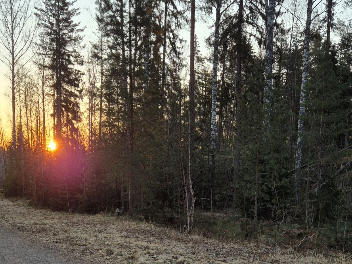 aurinko nousee oranssina puiden takaa